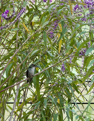 Amazilia chianogaster