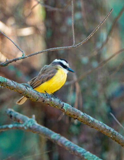 Benteveo (Pitangus sulphuratus)