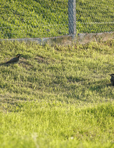 Colaptes Melnochloros