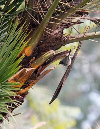 Megaspingus Melanoleuca