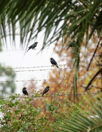 Molothrus Rufoaxilaris