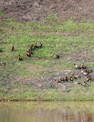Patos Siriri y Cuervillo