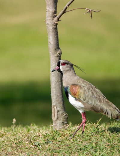 Tero (Venellus Chilensis)
